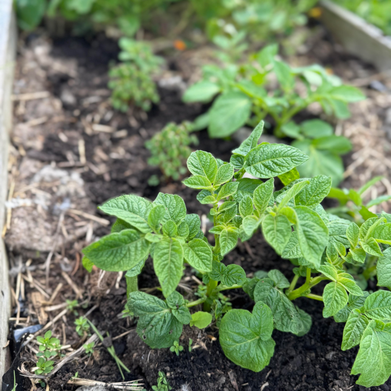 564234070 122144802842824348 7260890782863982201 n 768x768